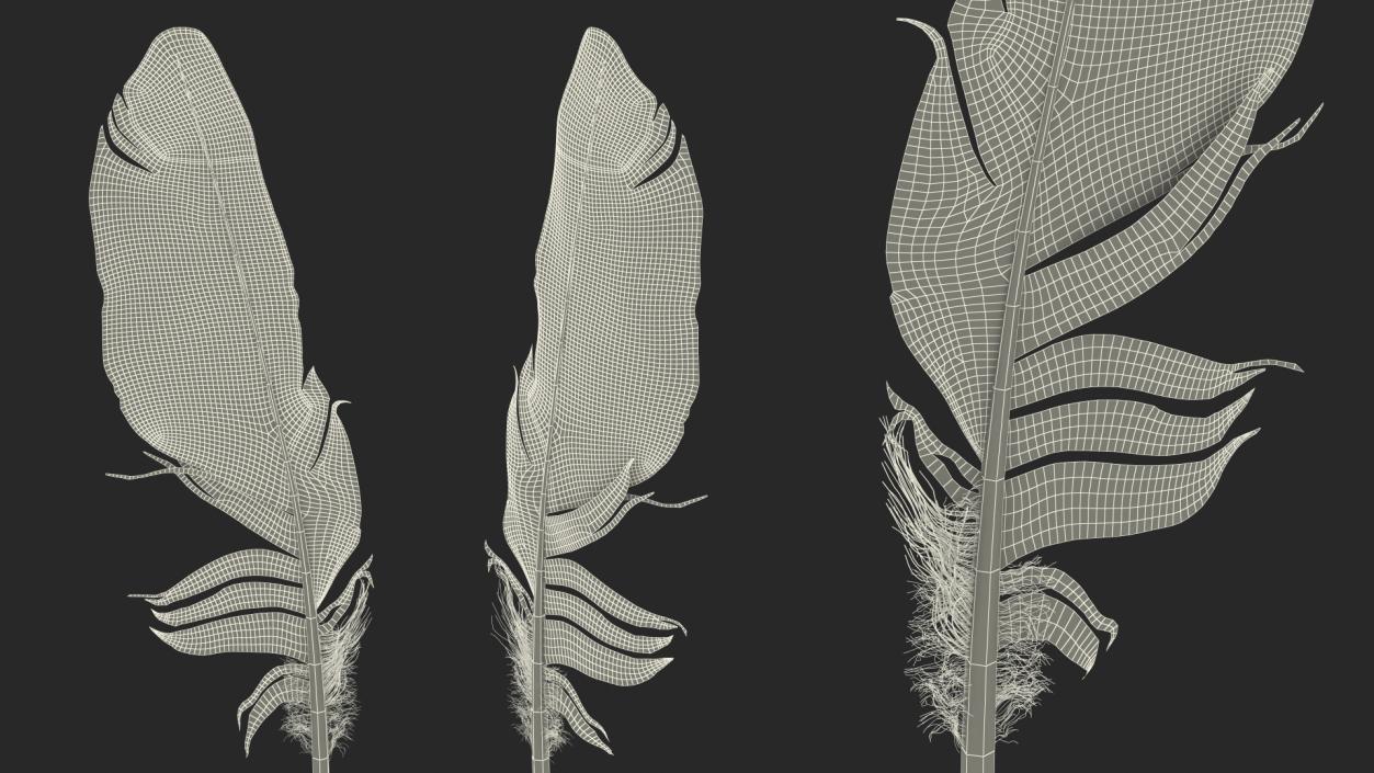 3D Eagle Feather model