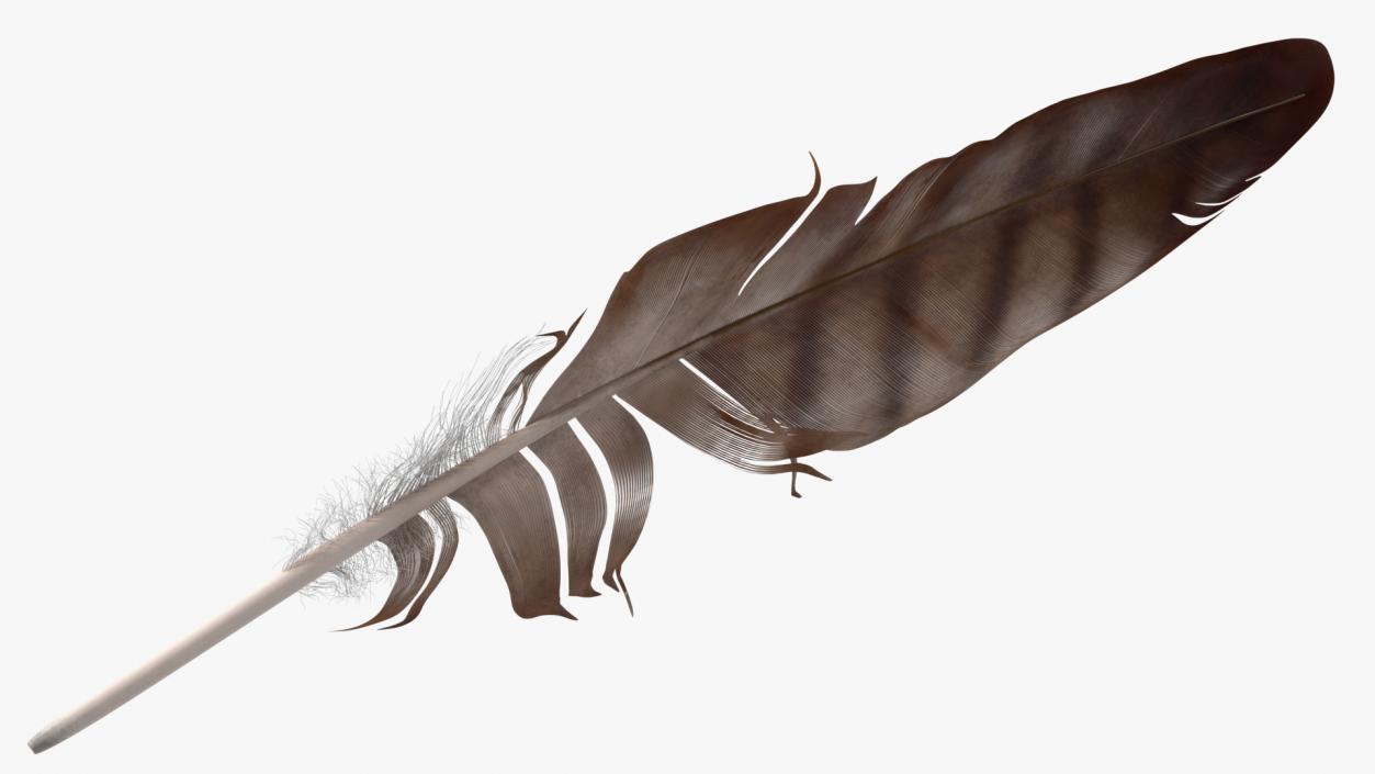 3D Eagle Feather model