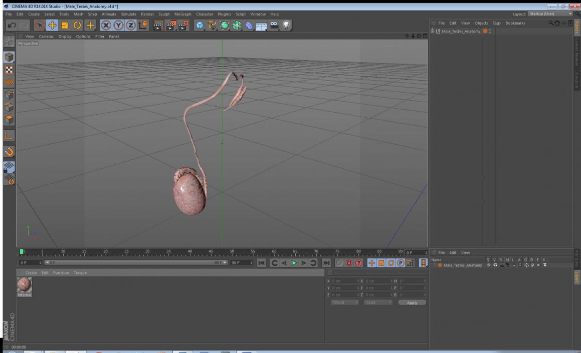 Male Testes Anatomy 3D model