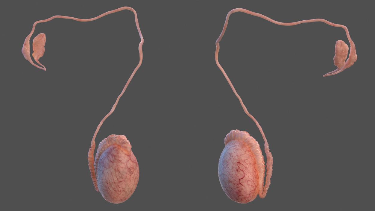 Male Testes Anatomy 3D model