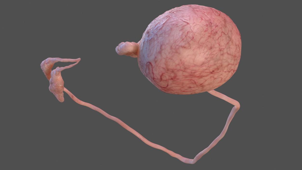 Male Testes Anatomy 3D model