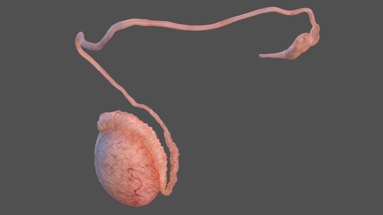 Male Testes Anatomy 3D model