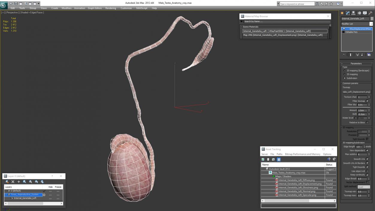 Male Testes Anatomy 3D model