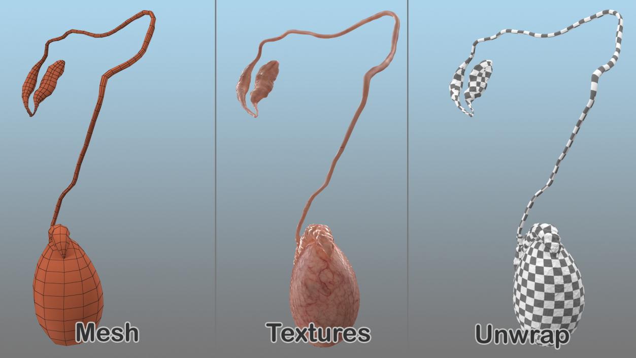 Male Testes Anatomy 3D model