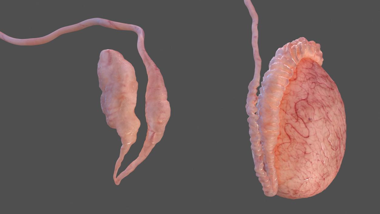 Male Testes Anatomy 3D model