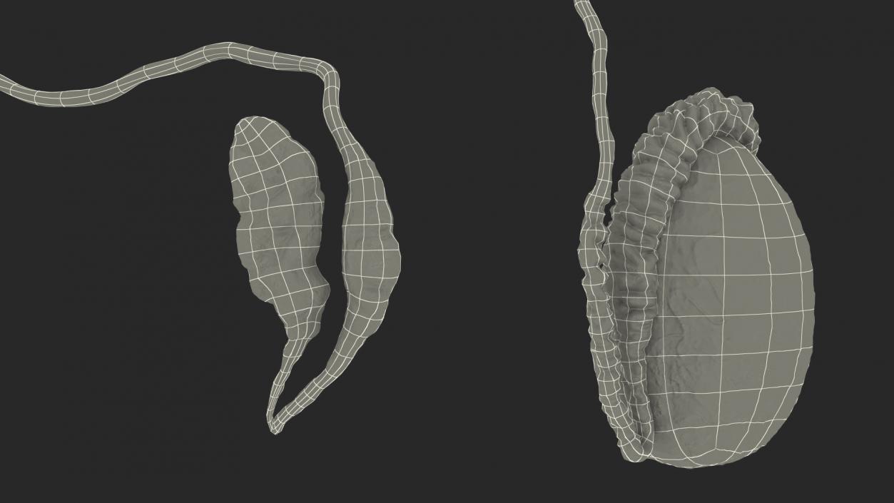 Male Testes Anatomy 3D model