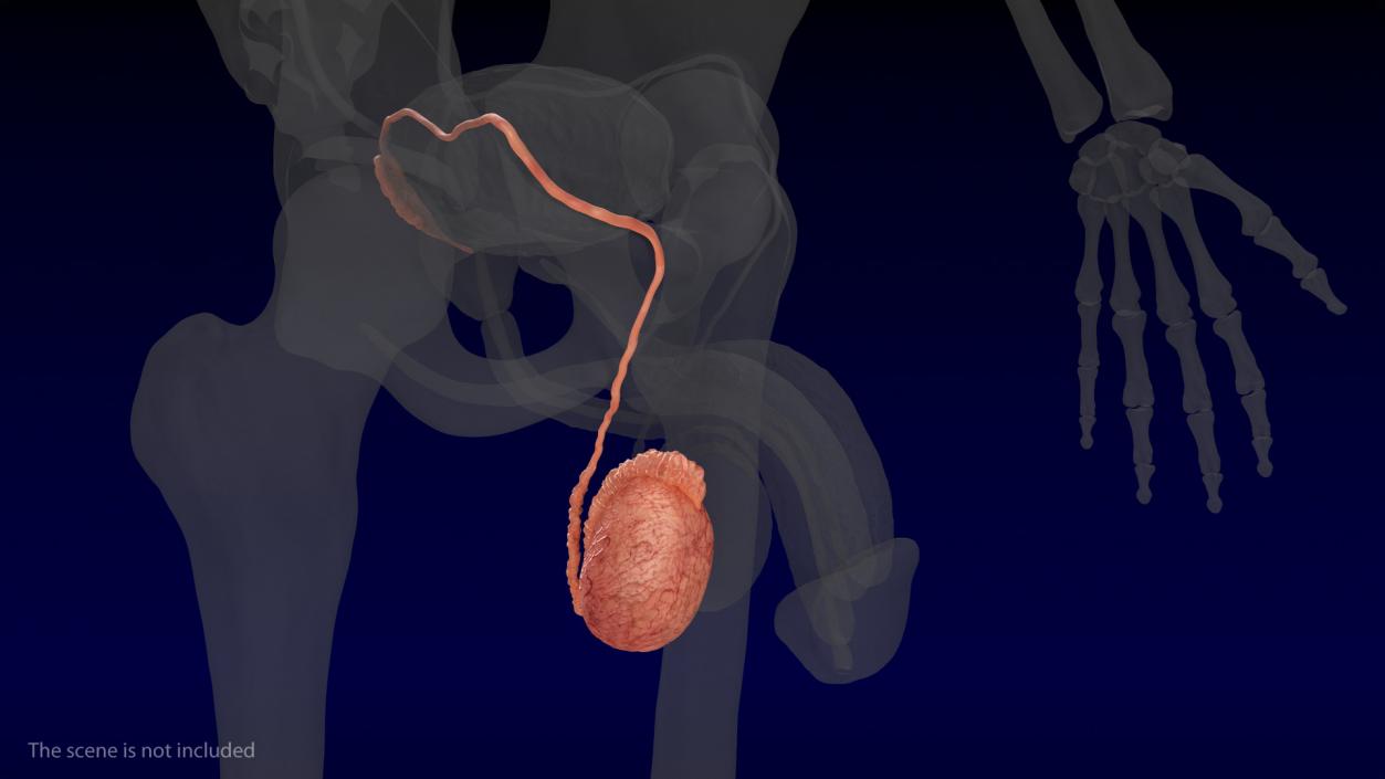 Male Testes Anatomy 3D model