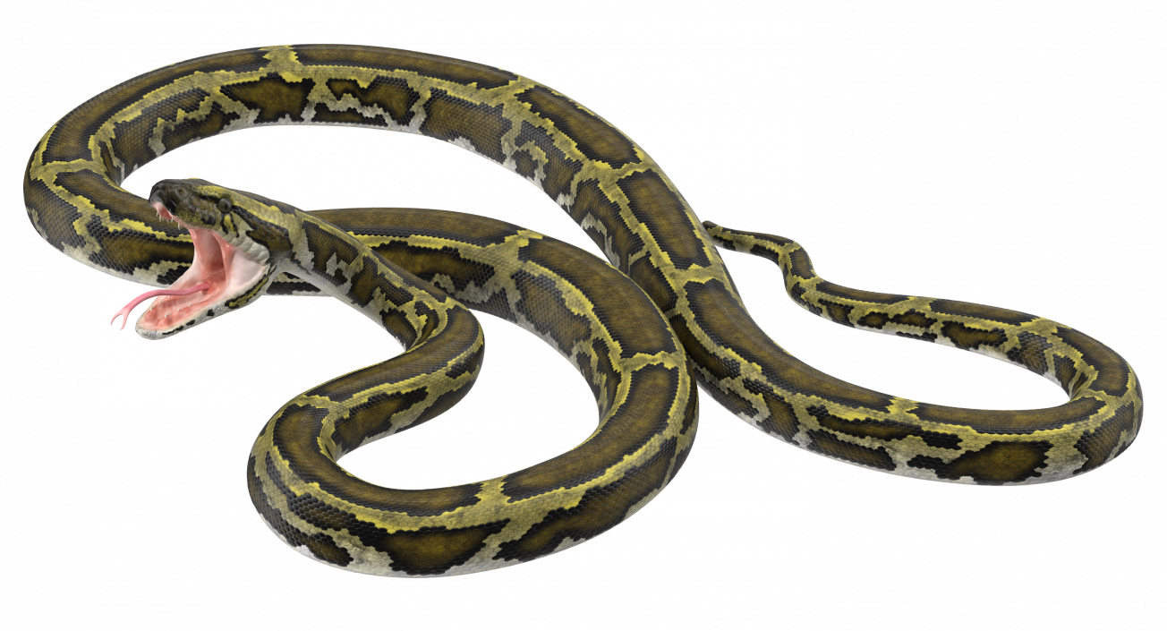 3D model Green Python Snake Attack Pose