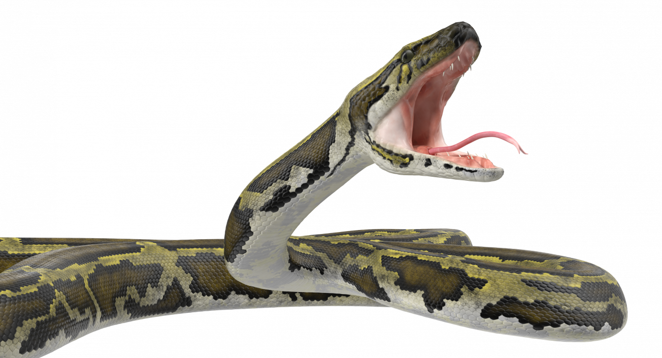 3D model Green Python Snake Attack Pose