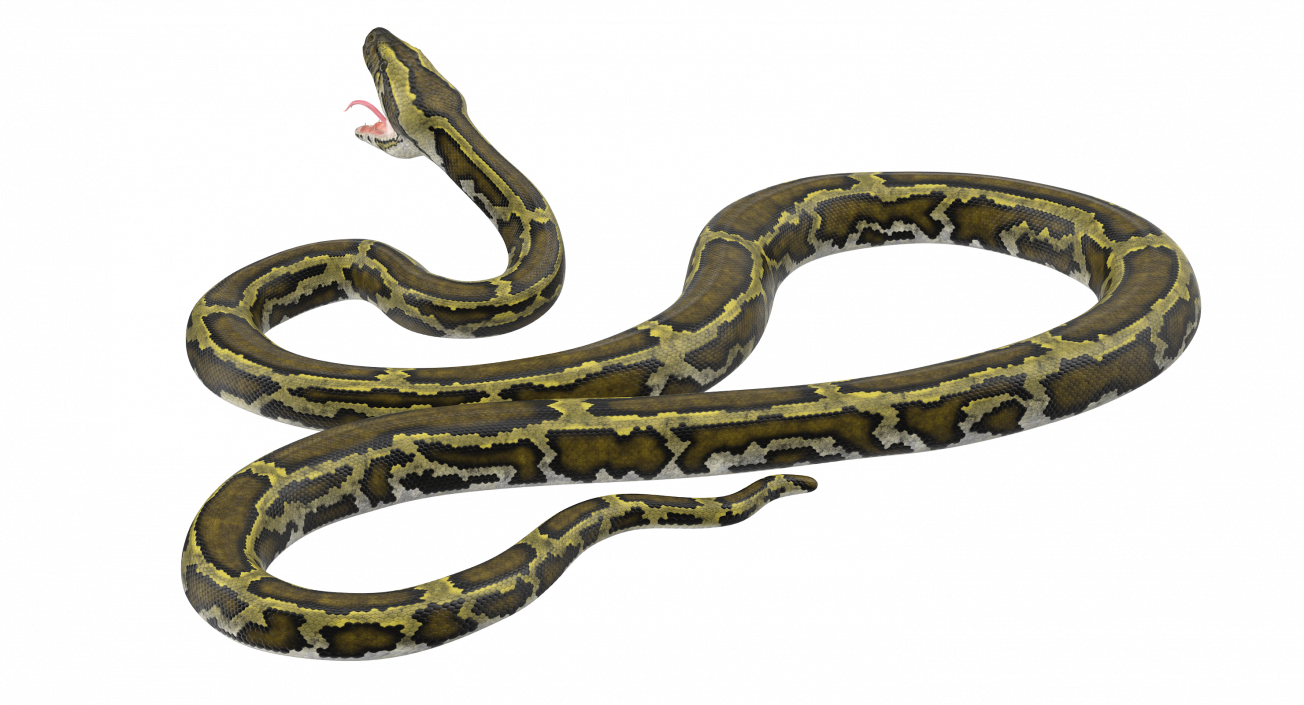 3D model Green Python Snake Attack Pose