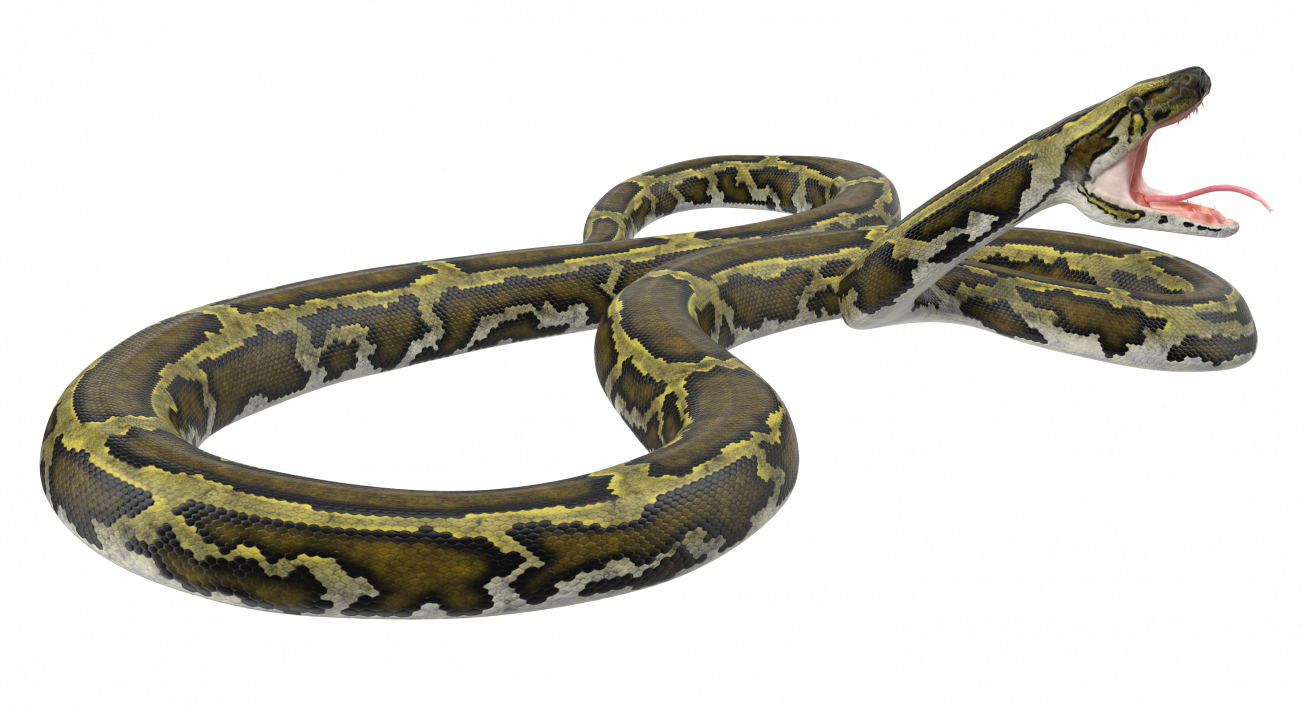 3D model Green Python Snake Attack Pose