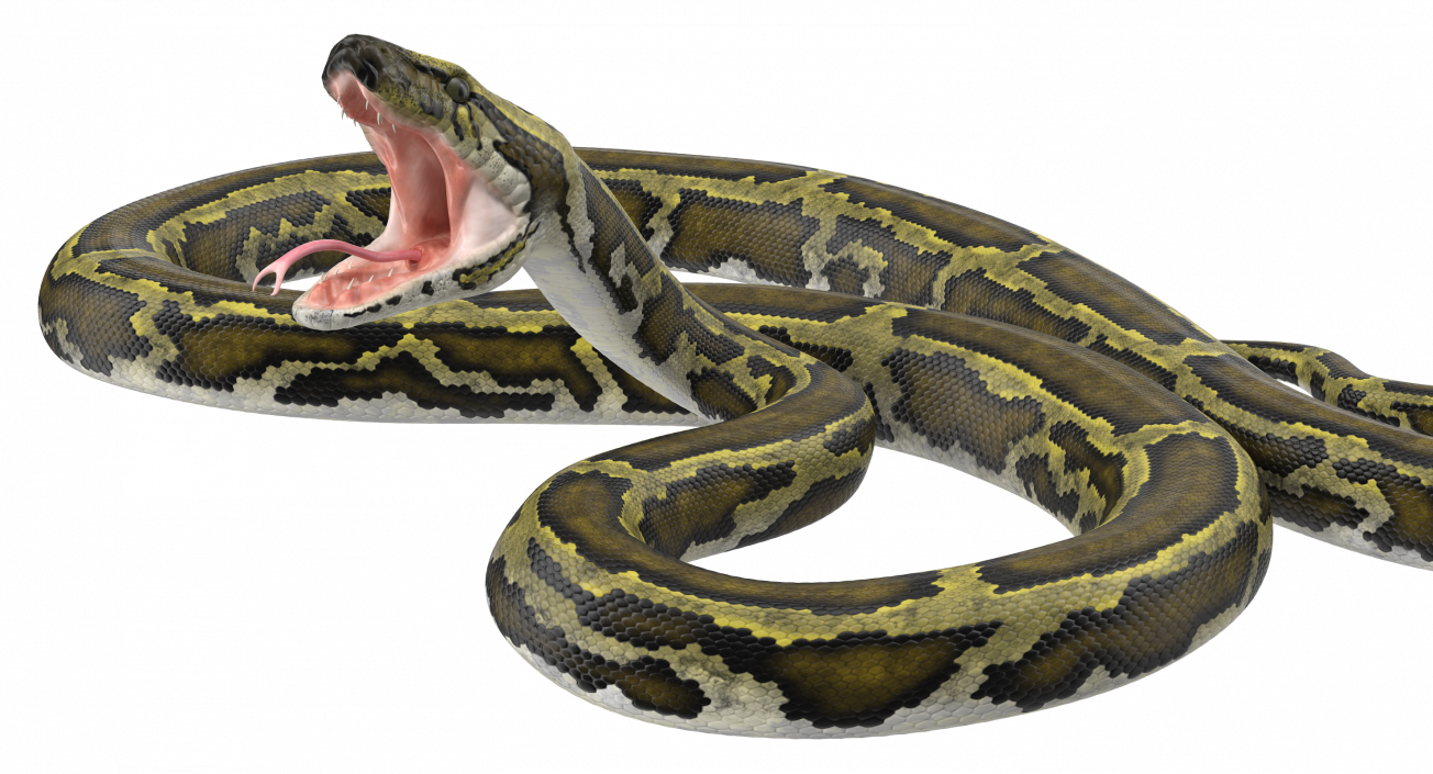 3D model Green Python Snake Attack Pose