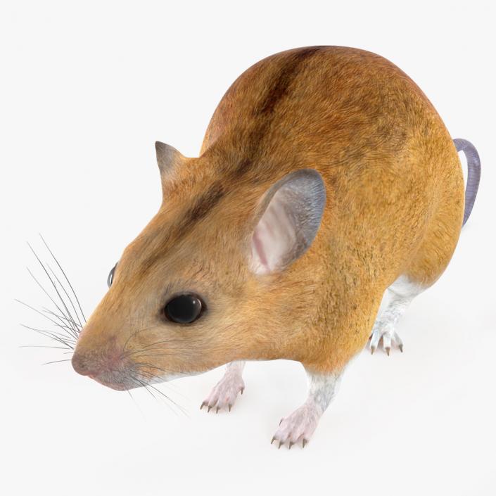 3D model Kakadu Pebble-mound Mouse Idle Pose