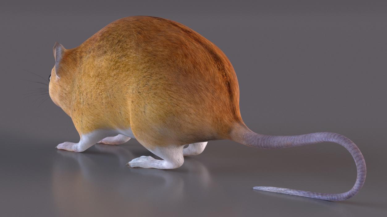 3D model Kakadu Pebble-mound Mouse Idle Pose