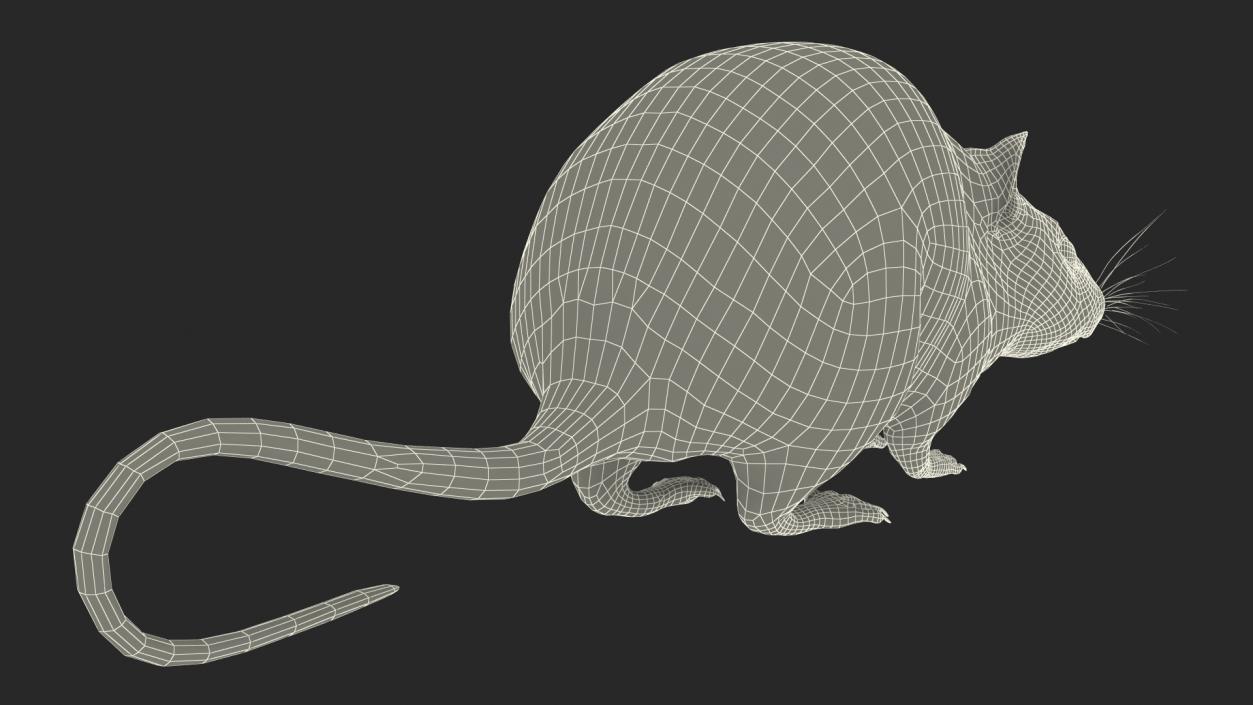 3D model Kakadu Pebble-mound Mouse Idle Pose