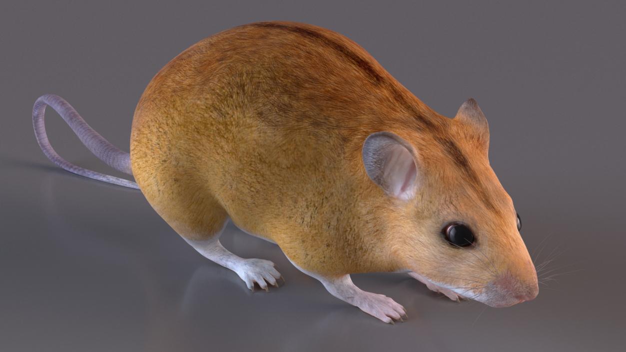 3D model Kakadu Pebble-mound Mouse Idle Pose