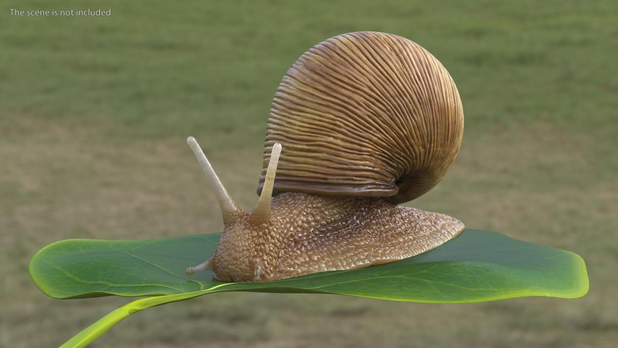 Garden Snail Rigged 3D model