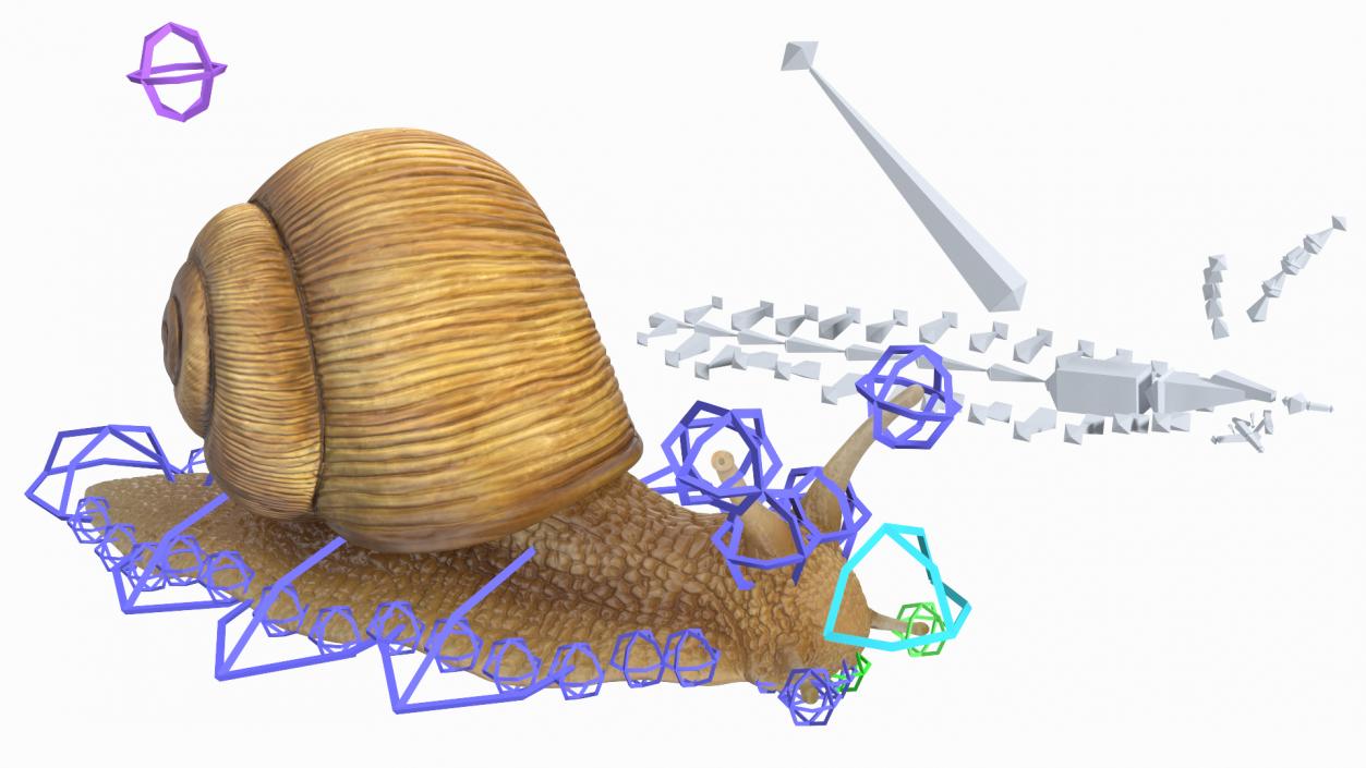 Garden Snail Rigged 3D model