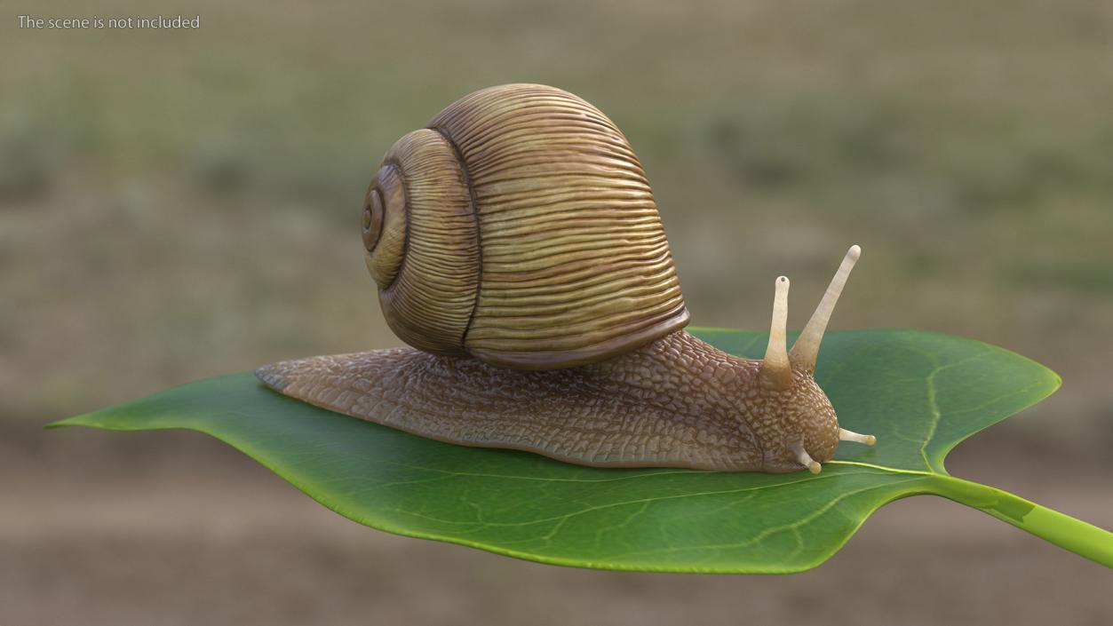 Garden Snail Rigged 3D model