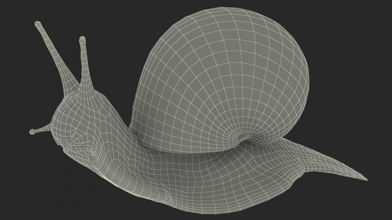 Garden Snail Rigged 3D model