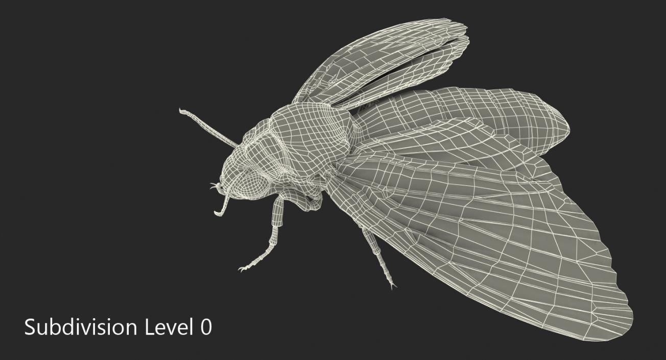 3D model Deaths Head Hawkmoth