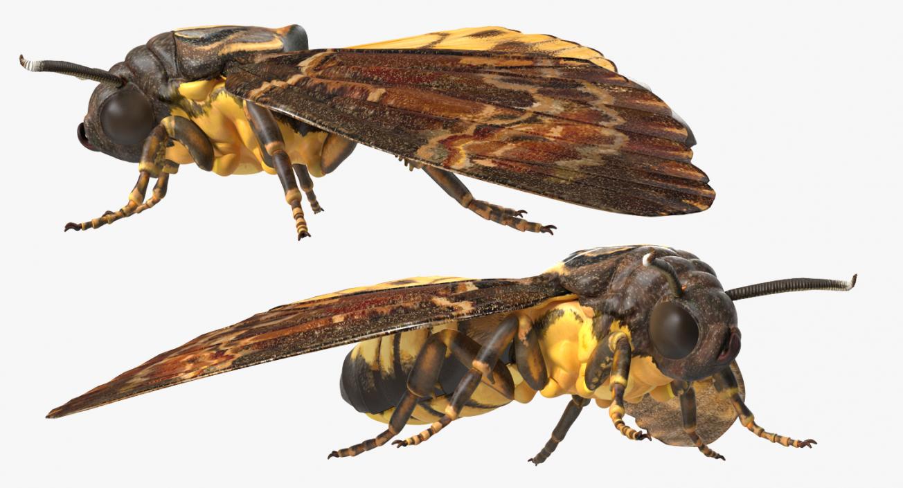 3D model Deaths Head Hawkmoth