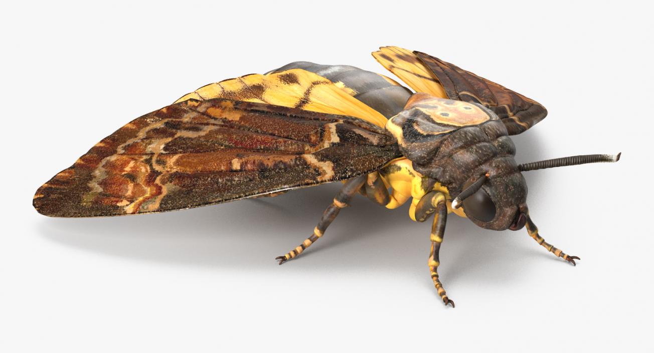 3D model Deaths Head Hawkmoth