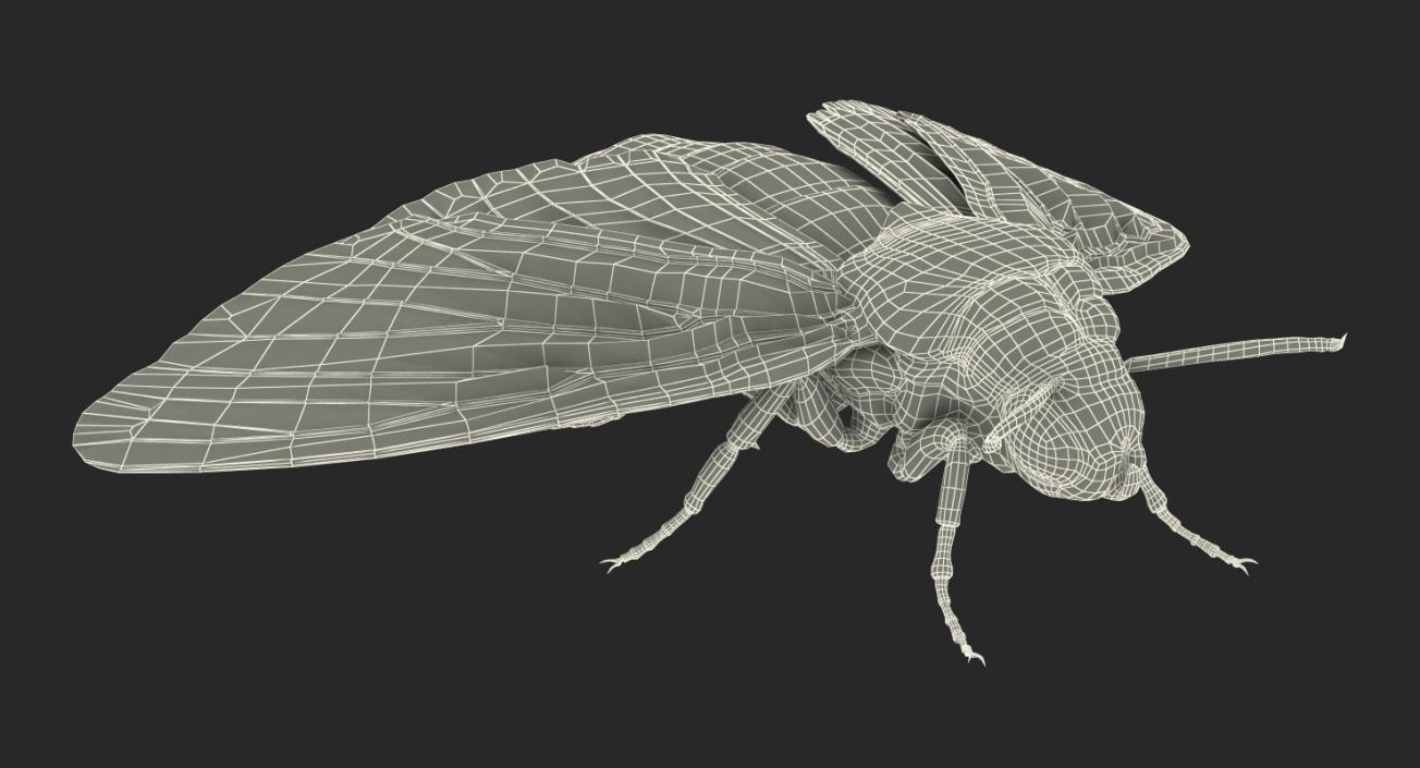 3D model Deaths Head Hawkmoth