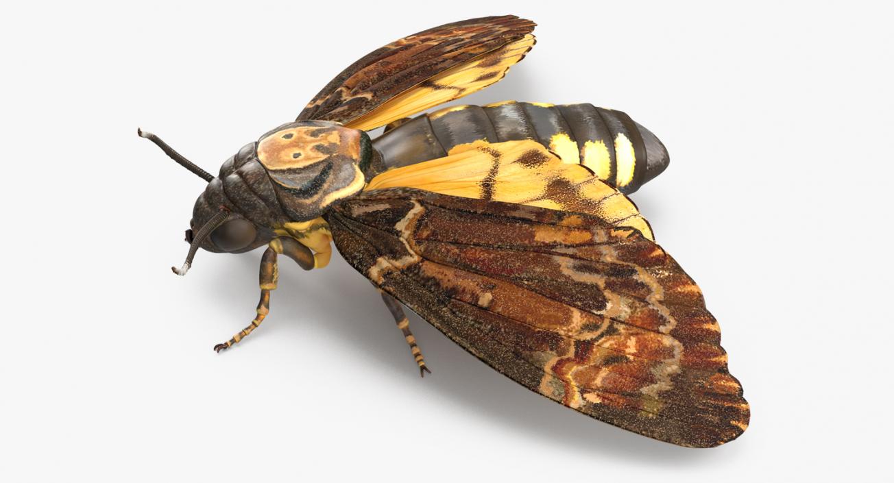 3D model Deaths Head Hawkmoth