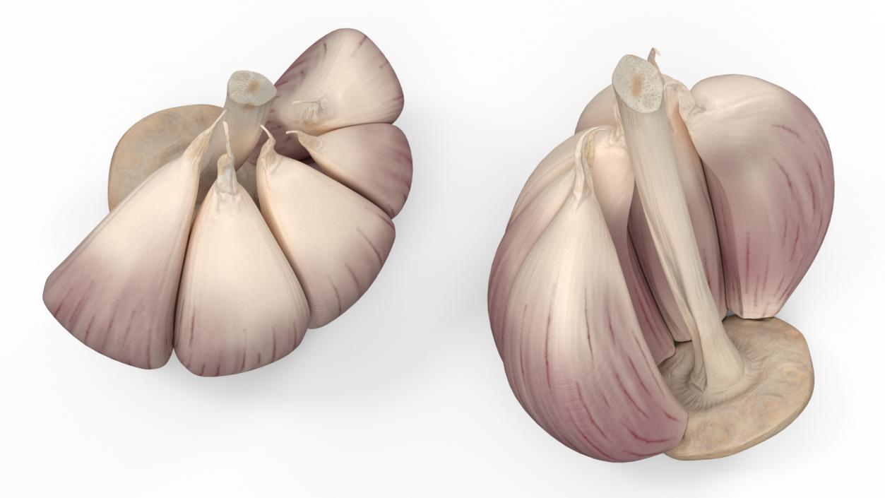 3D model Half Head of Garlic White