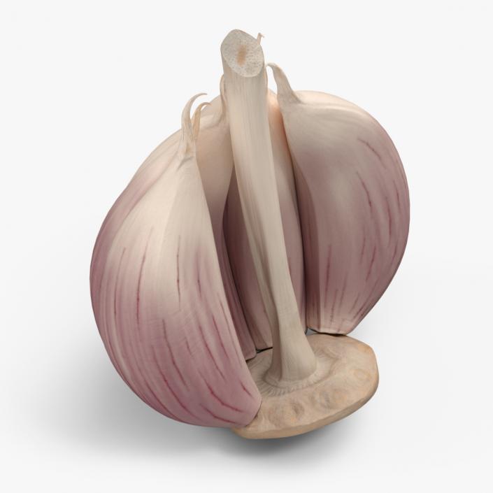 3D model Half Head of Garlic White