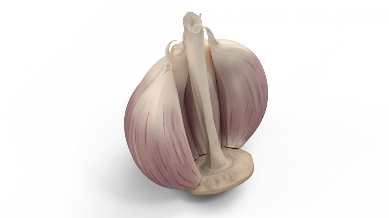 3D model Half Head of Garlic White