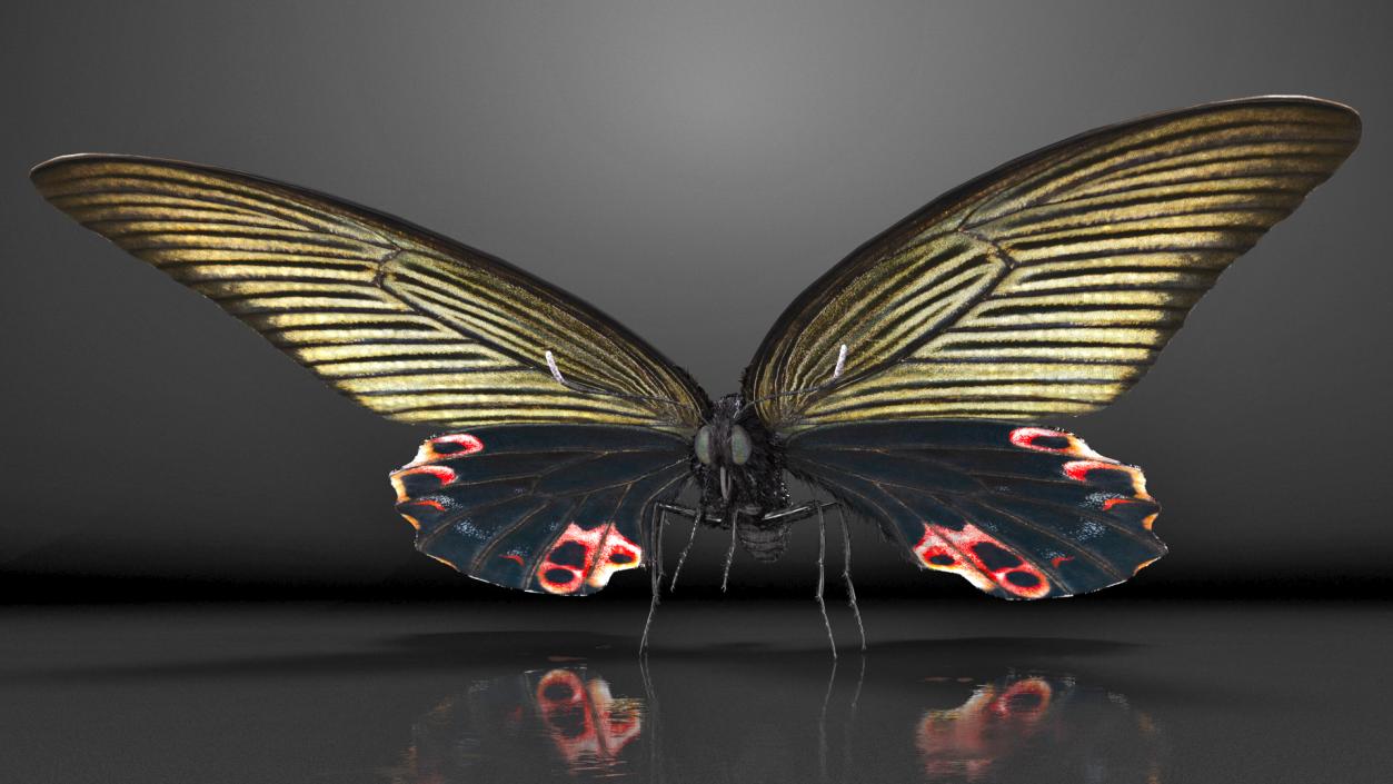 Papilio Protenor Butterfly Female Fur 3D