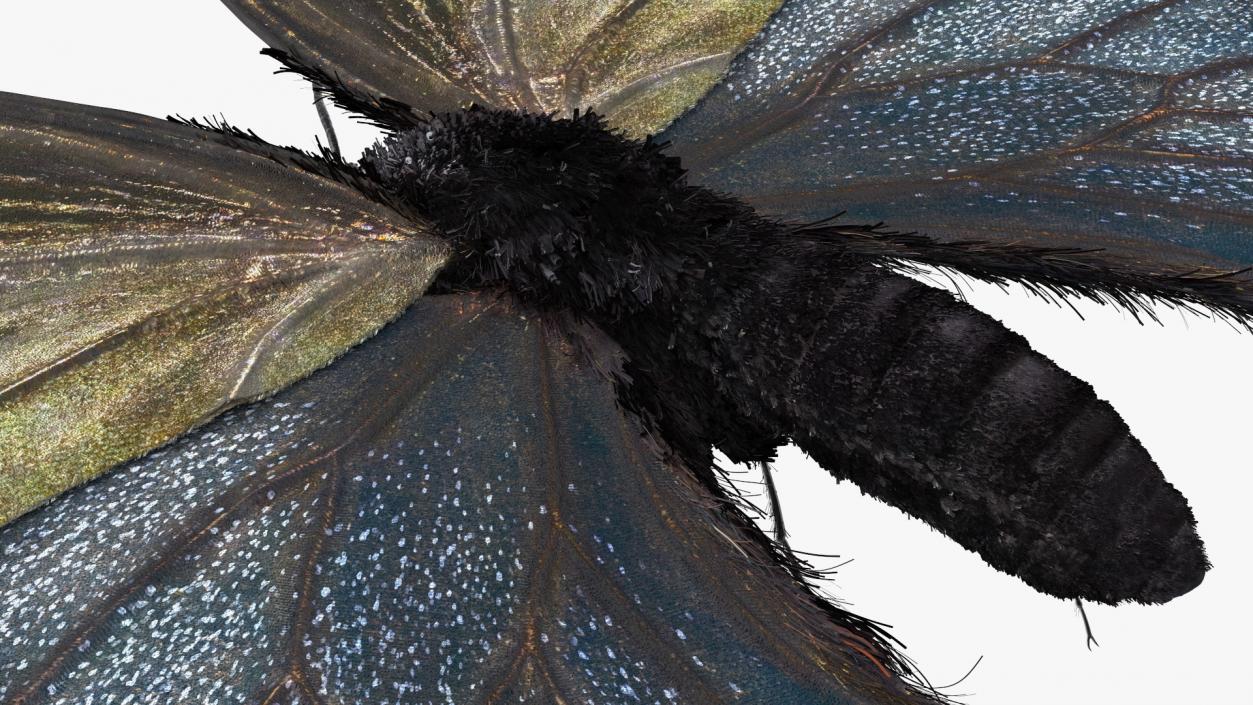 Papilio Protenor Butterfly Female Fur 3D