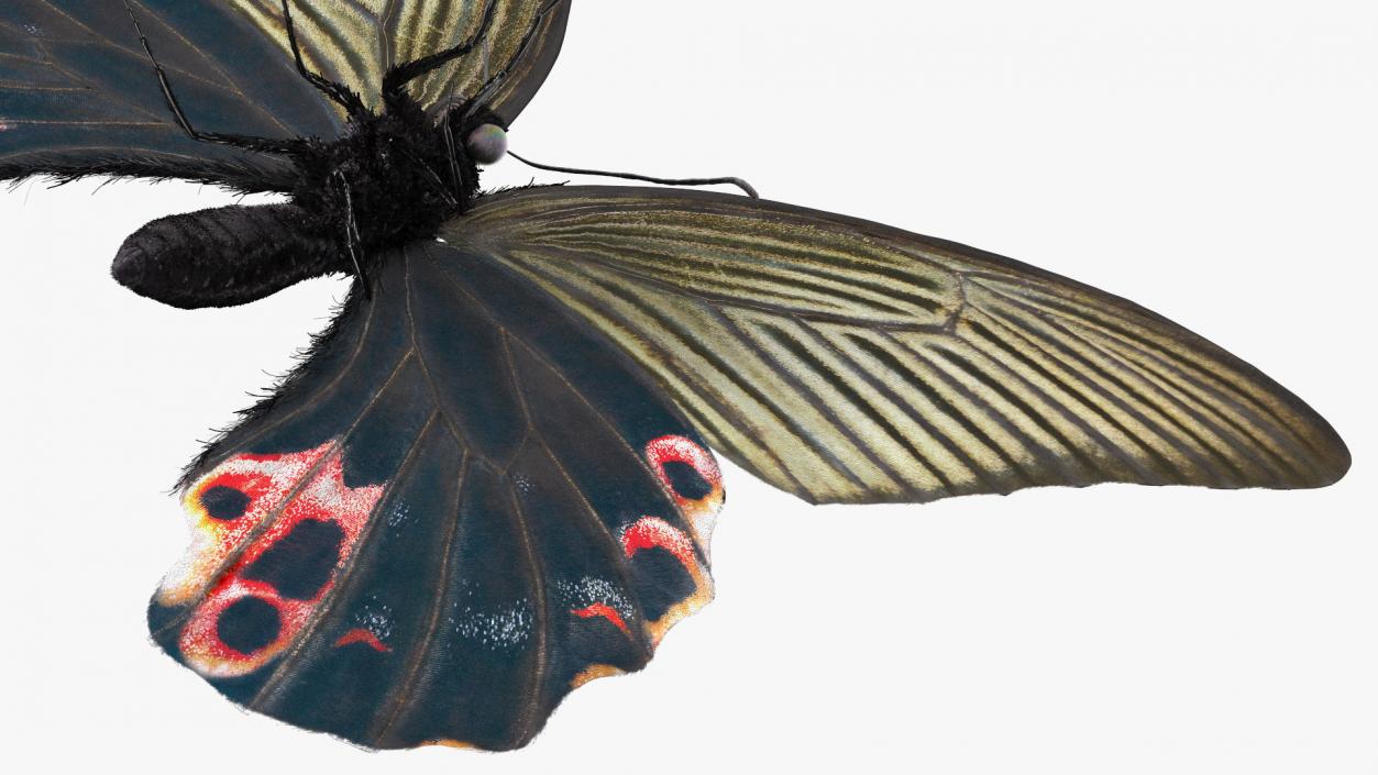 Papilio Protenor Butterfly Female Fur 3D