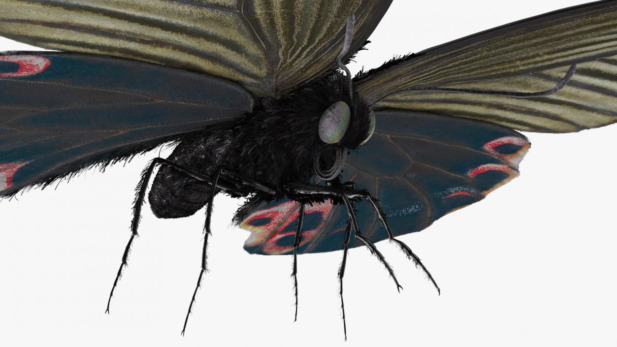 Papilio Protenor Butterfly Female Fur 3D