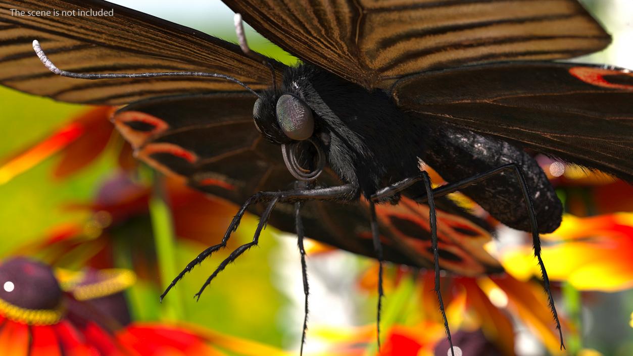 Papilio Protenor Butterfly Female Fur 3D