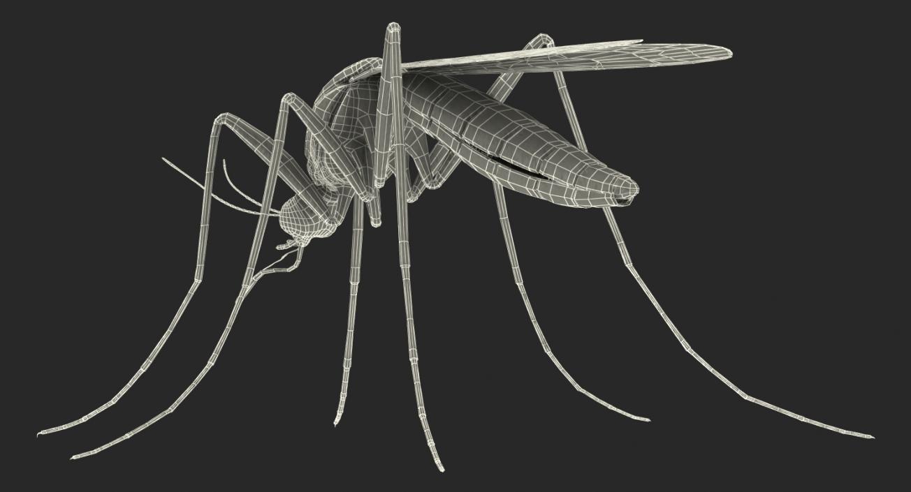 Mosquito with Fur 3D