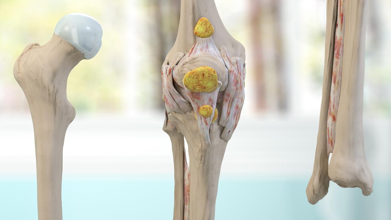 3D Human Knee Joint Anatomy Rigged