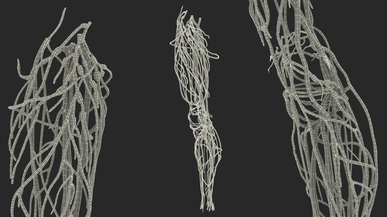 3D Human Knee Joint Anatomy Rigged