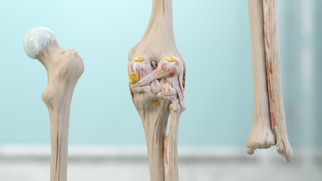 3D Human Knee Joint Anatomy Rigged