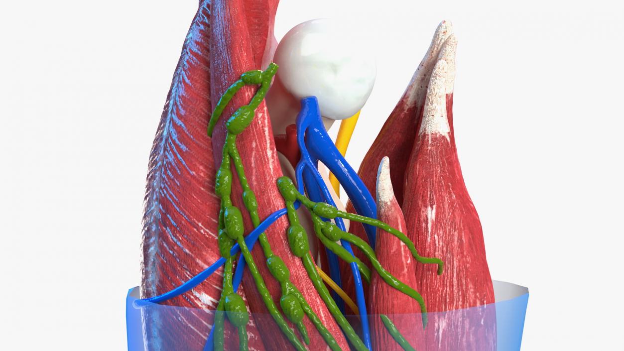 3D Human Knee Joint Anatomy Rigged