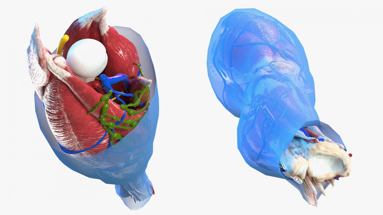 3D Human Knee Joint Anatomy Rigged