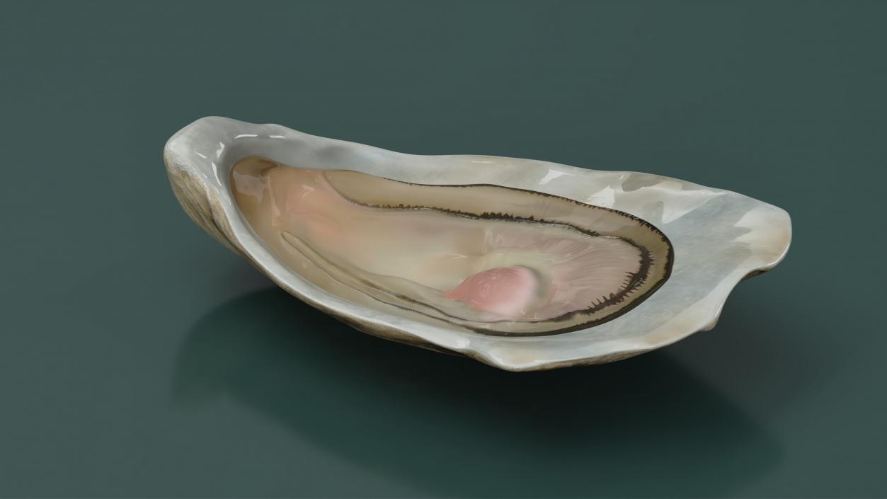 3D model Opened Oyster 2