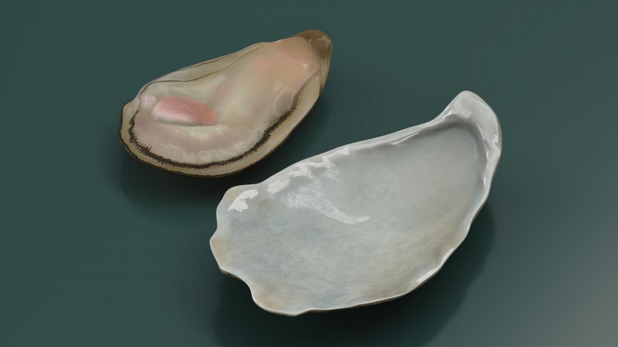 3D model Opened Oyster 2