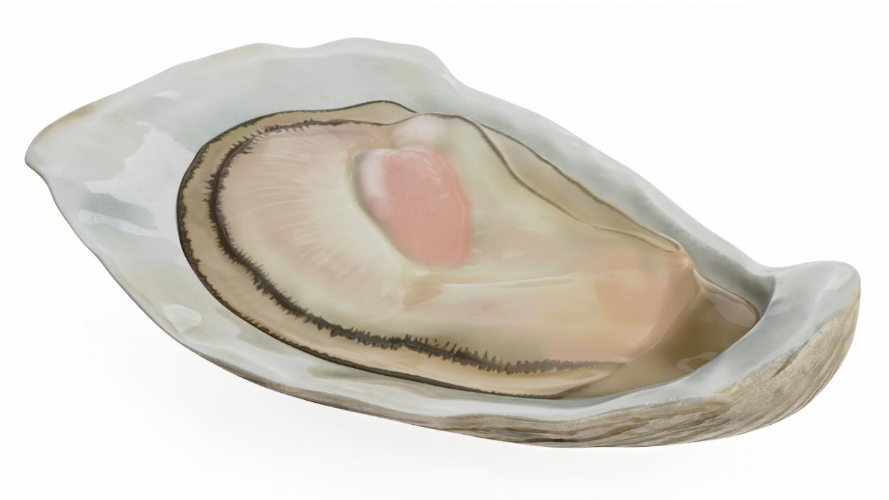 3D model Opened Oyster 2