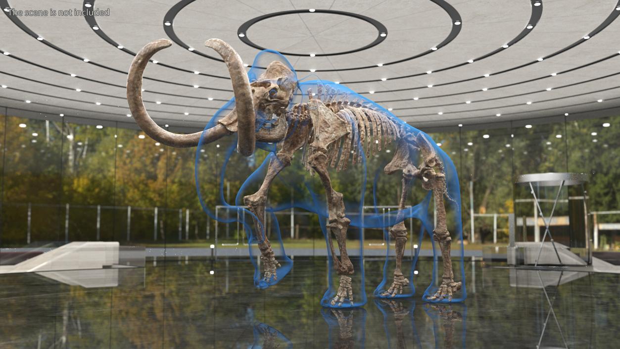 3D model Adult Mammoth Old Skeleton Shell Walking Pose