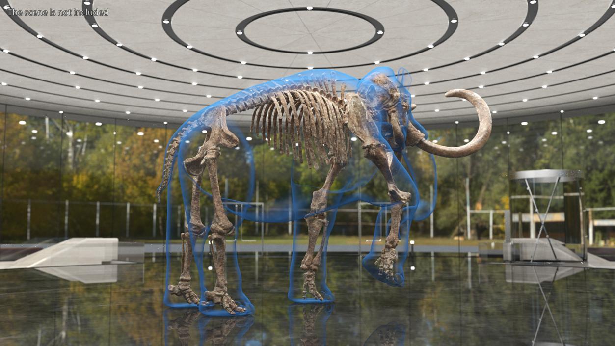 3D model Adult Mammoth Old Skeleton Shell Walking Pose