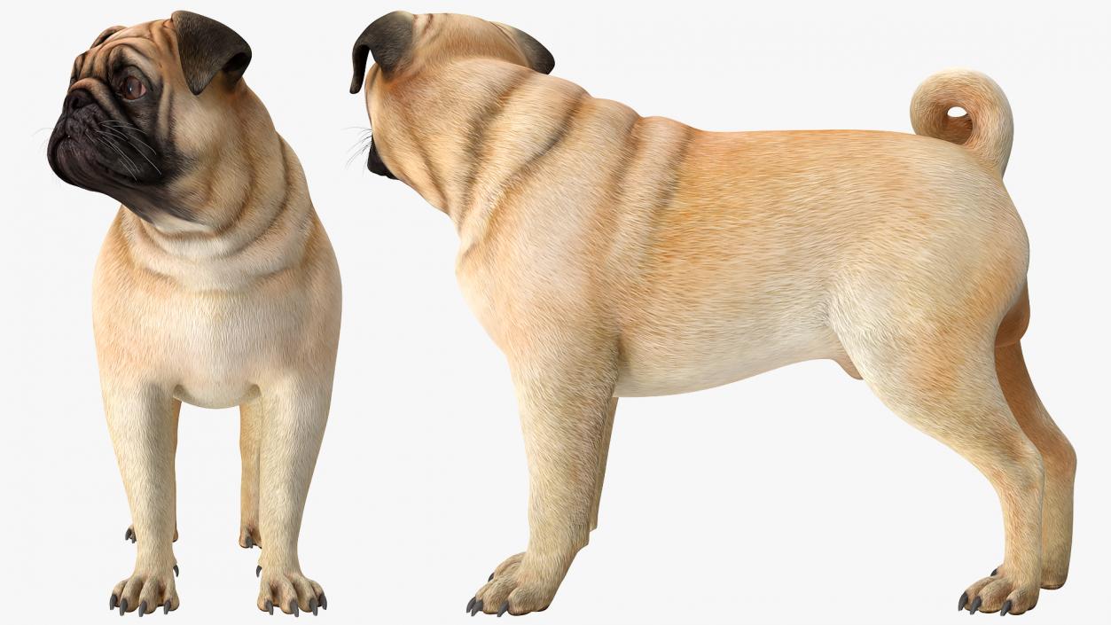 Pug Dog 3D model