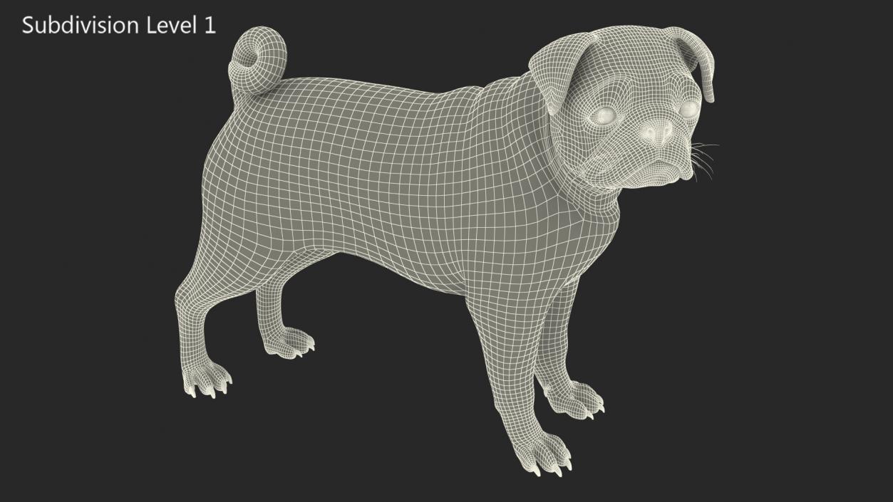 Pug Dog 3D model